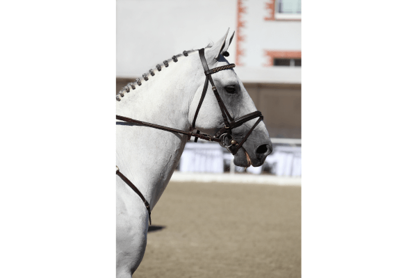 Excelência em Salto: A Notável Linhagem dos Holsteiners