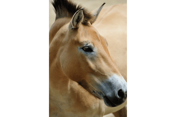 Os Guardiões do Genghis Khan: As Linhagens de Cavalos Mongóis na China