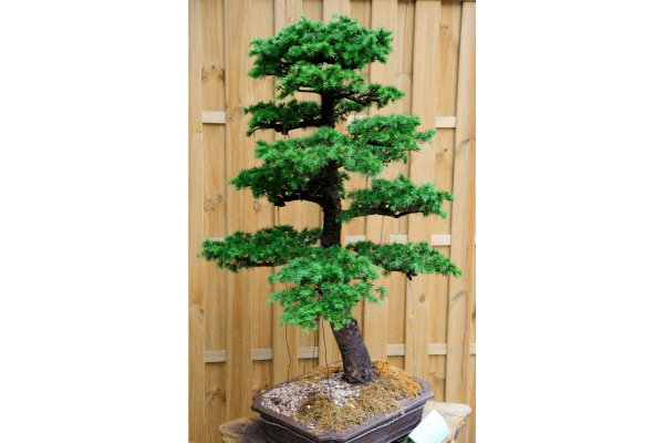 Como fazer bonsai
