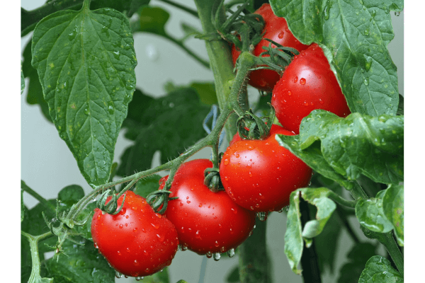 como plantar tomate